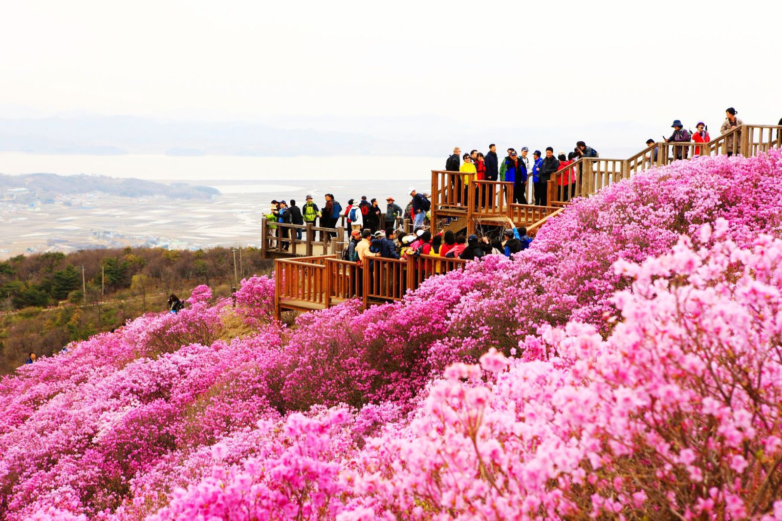 THƯỞNG NGOẠN HÀN QUỐC 2023 SEOUL - ĐẢO JEJU - EVERLAND - RỪNG ...