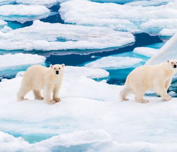 THỦ ĐÔ GẤU BẮC CỰC : VANCOUVER – WINNIPEG – CHURCHILL