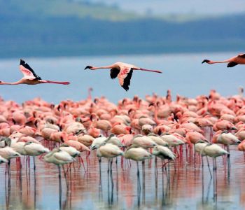 TOUR ĐÔNG PHI MÙA THÚ DI CƯ : TANZANIA – KENYA