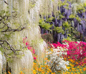 MÙA LỄ HỘI HOA CHI ANH NHẬT BẢN: TOKYO – FUJI – NAGOYA – OSAKA