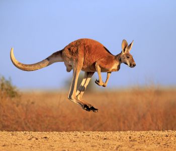 DU LỊCH ĐÔNG – TÂY NƯỚC ÚC - TẾT ÂM LỊCH