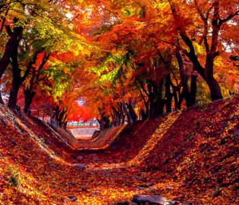 MÙA THU NHẬT BẢN: TOKYO – NIKKO – TAKASAKI – KAMIKOCHI – PHÚ SĨ