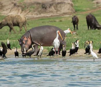 ĐÔNG – TRUNG PHI RWANDA – BURUNDI – DR CONGO – UGANDA