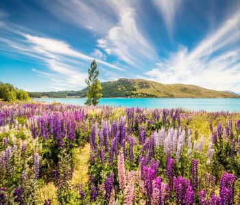 KHÁM PHÁ NAM ĐẢO - BẮC ĐẢO NEW ZEALAND - TẾT NGUYÊN ĐÁN