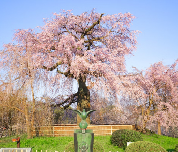 HOKKAIDO – DƯỚI TÁN HOA ANH ĐÀO