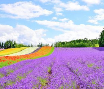 HÀNH TRÌNH KHÁM PHÁ NHẬT BẢN ASAHIKAWA – HOKURYU VILLAGE – SAPPORO – TOMITA