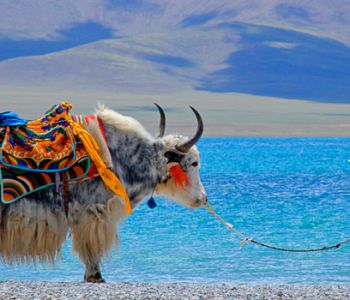 TÂY TẠNG: LHASA – TU VIỆN POTALA – HỒ YAMDROK - SHIGATSE