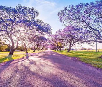 XỨ SỞ CHUỘT TÚI KANGAROO - AUSTRALIA: SYDNEY – CANBERRA – MELBOURNE