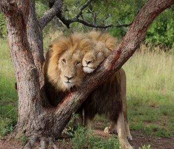 NAM PHI : JOHANNESBURG - PRETORIA - CAPE TOWN