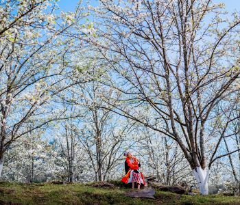 DU LỊCH MÙA HOA LÊ TRẮNG - TÂN TRÀO - NA HANG - VƯỜN HOA LÊ HỒNG THÁI - TUYÊN QUANG - HỒ BA BỂ - TAM ĐẢO