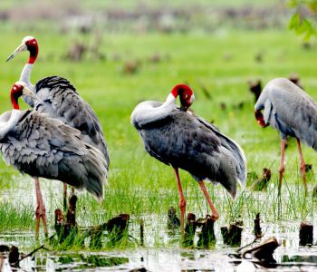 DU LỊCH  VƯỜN HỒNG TƯ TÔN - KDL SINH THÁI MỸ PHƯỚC THÀNH - KDT NGUYỄN SINH SẮC - KHU RAMSAR VQG TRÀM CHIM