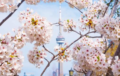 NGẮM HOA ANH ĐÀO CANADA 2024 - TORONTO - THÁC NIAGARA - OTTAWA - MONTREAL - QUEBEC - VICTORIA - VANCOUVER