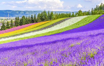 ĐẢO HOKKAIDO NHẬT BẢN SAPPORO – JIGOKUDANI – ASAHIYAMA – TOMITA  Mùa Hoa Lavender – Làng Cổ Noboribetsu – Công viên Socola Shiroikobito