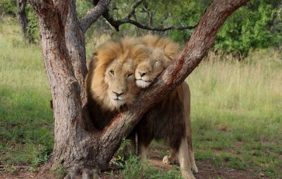 NAM PHI : JOHANNESBURG - PRETORIA - CAPE TOWN