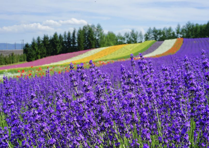 ĐẢO HOKKAIDO NHẬT BẢN SAPPORO – JIGOKUDANI – ASAHIYAMA – TOMITA  Mùa Hoa Lavender – Làng Cổ Noboribetsu – Công viên Socola Shiroikobito