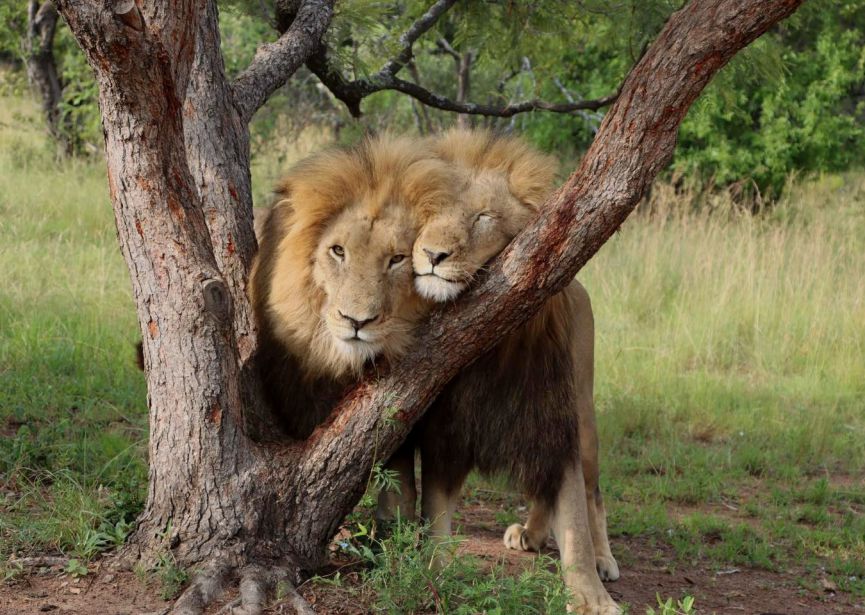 NAM PHI : JOHANNESBURG - PRETORIA - CAPE TOWN