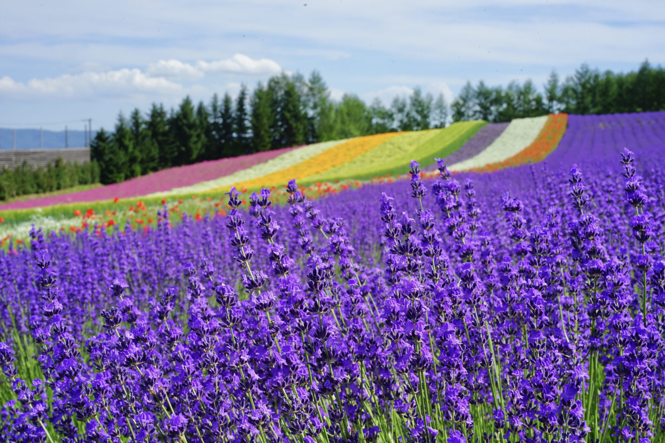 ĐẢO HOKKAIDO NHẬT BẢN SAPPORO – JIGOKUDANI – ASAHIYAMA – TOMITA  Mùa Hoa Lavender – Làng Cổ Noboribetsu – Công viên Socola Shiroikobito