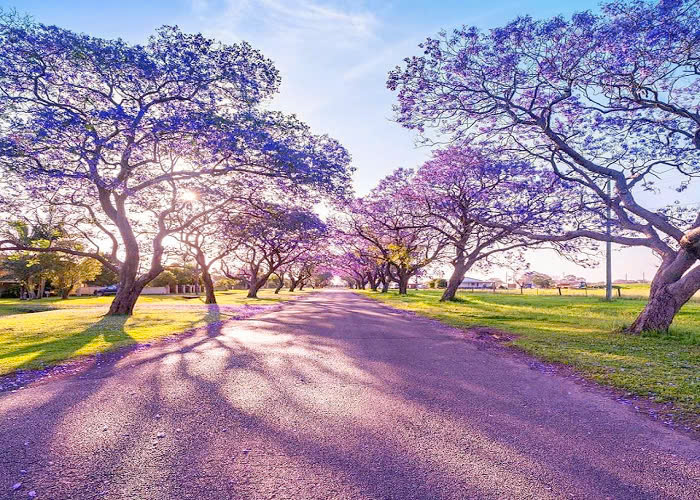 XỨ SỞ CHUỘT TÚI KANGAROO - AUSTRALIA: SYDNEY – CANBERRA – MELBOURNE